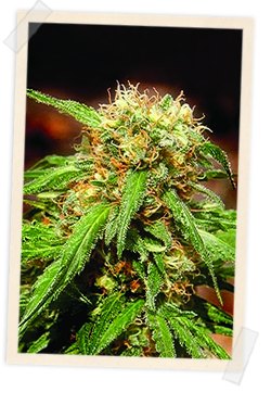 5 UND FEM - SWEET TAI - PAQUETE DE 5 UNIDADES FEMINIZADA - SWEET SEEDS - SEMILLAS