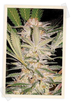 5 UND FEM - S.A.D. - PAQUETE DE 5 UNIDADES FEMINIZADA - SWEET SEEDS - SEMILLAS