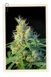 5 UND FEM - PSICODELICIA - PAQUETE DE 5 UNIDADES FEMINIZADA - SWEET SEEDS - SEMILLAS