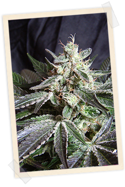 5 UND FEM - BLACK JACK - PAQUETE DE 5 UNIDADES FEMINIZADA - SWEET SEEDS - SEMILLAS