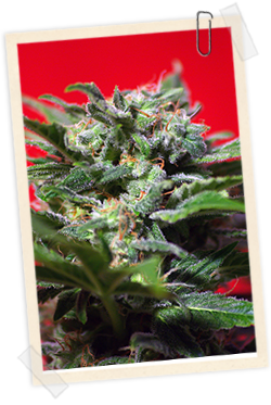 5 UND FEM - GANESH SPIRIT - PAQUETE DE 5 UNIDADES FEMINIZADA - SWEET SEEDS - SEMILLAS